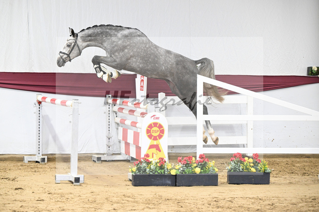 Kat-Nr. 12 I_m Special de Muze x Colman_Michaela Aeschbacher _47250190 | hf-fotografie - Realisiert mit Pictrs.com