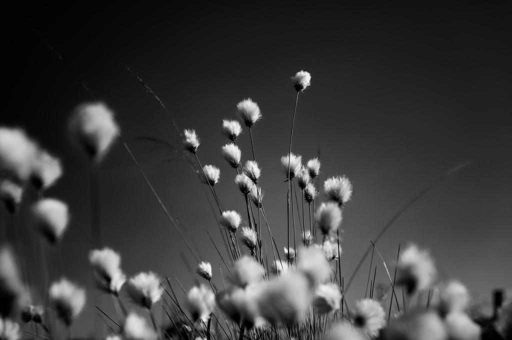 2024_05_08_QUICKBORN-HIMMELMOOR_MCP8650 sw | Hochwertig gedruckte Fotografien für die Wand, als Kalender und zum Verschenken. Hamburg & Norddeutschland und überall wo ich mit der Kamera unterwegs war.