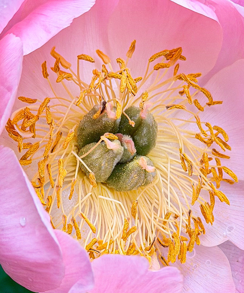 Wandbild Pfingstrose Makro: Premium Poster Blüte Gold Rosa Modern | Erleben Sie die faszinierende Geometrie der Natur mit diesem exklusiven Fotokunst-Wandbild. Die professionelle Makroaufnahme bietet einen spektakulären Blick direkt in das goldgelbe Herz einer zartrosa Pfingstrose. Jedes einzelne Staubblatt und die filigranen organischen Strukturen werden in brillanter Schärfe und Detailtiefe wiedergegeben. Dieses moderne, florale Kunstwerk bringt eine warme, luxuriöse Atmosphäre in Ihre Räume. Perfekt geeignet als stilvolles Poster, eleganter Leinwanddruck oder edles Alu-Dibond für Wohnzimmer, Schlafzimmer oder moderne Praxis- und Büroräume. Bestellen Sie dieses einzigartige Naturgemälde jetzt in Ihrer Wunschgröße direkt über meinen Pictrs-Shop! - Realisiert mit Pictrs.com