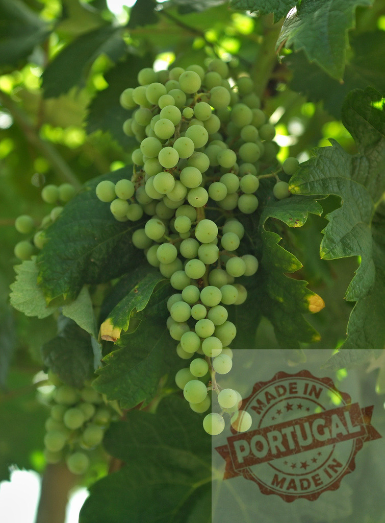 Green grapes ripening on a vine in a vineyard | Unripe green grapes growing on a vine, symbolizing agriculture, harvest, and winemaking processes - Realisiert mit Pictrs.com