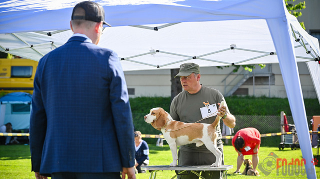 Beagle Club Schweiz  | Beagle Club Schweiz, 45 Jahre in Menziken 2025 Foto: Leo Wyden