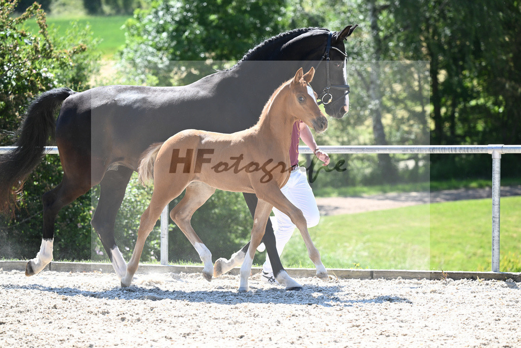 Kat-Nr. 9 HF Feliciano_Mueller_16230292 | hf-fotografie - Realizzato con Pictrs.com
