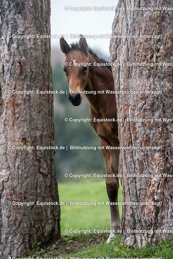 20170511_Fohlen_0065 | Foto: Thomas Hartig