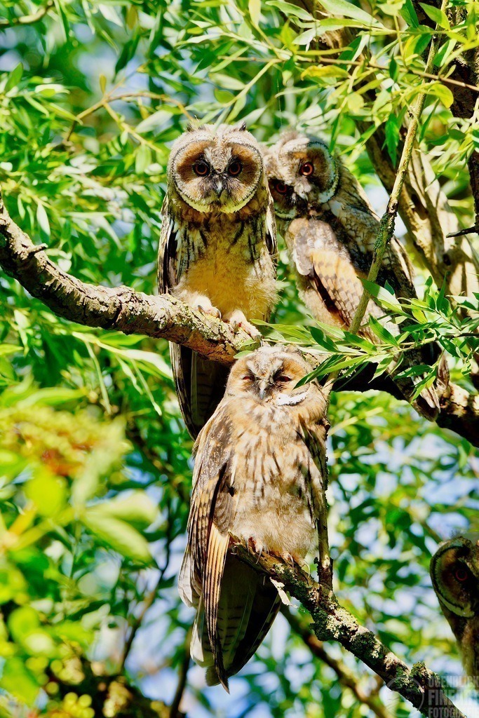 _DSC5119 | Björn Thiemann; Ogenblick.de; Fotografie; Photograph; Landscape, Pellworm, Schleswig-Holstein; Inselfotograf; Inselfotografien; Wattenmeer; National-Park; Naturschutzgebiet; Leuchtturm; Lighthouse; Leinwandbilder; Kalender; Pellworm Kalender;  - Realisiert mit Pictrs.com