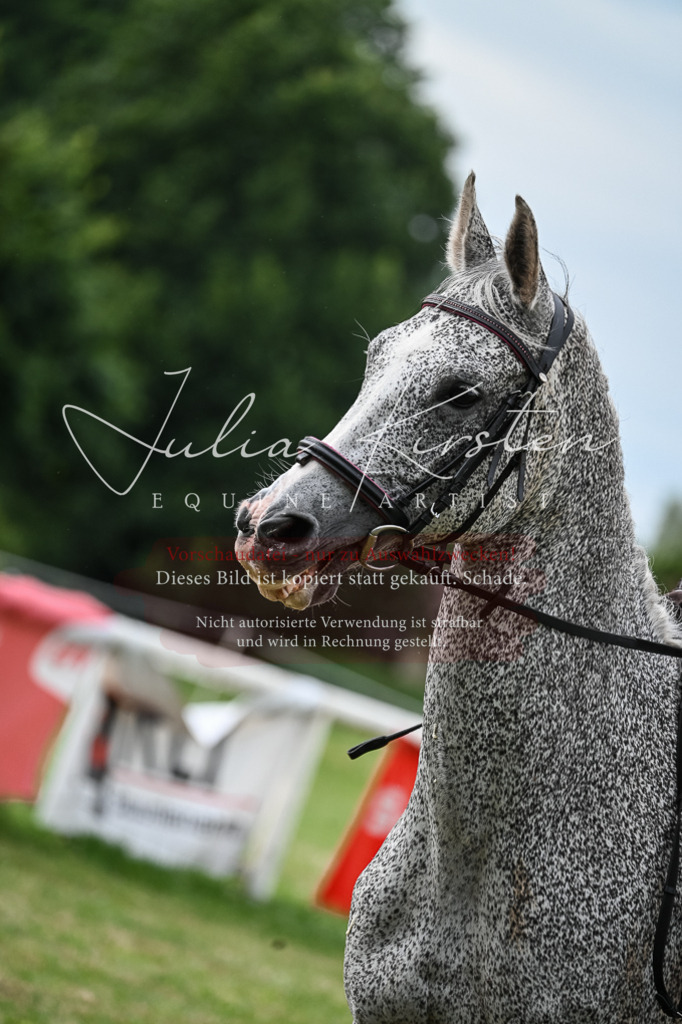 DSC_8353 | Pferde- und Turnierfotografie in Westsachsen. Pferdeportraits, Auftragszeichnungen und intuitive Kunst.