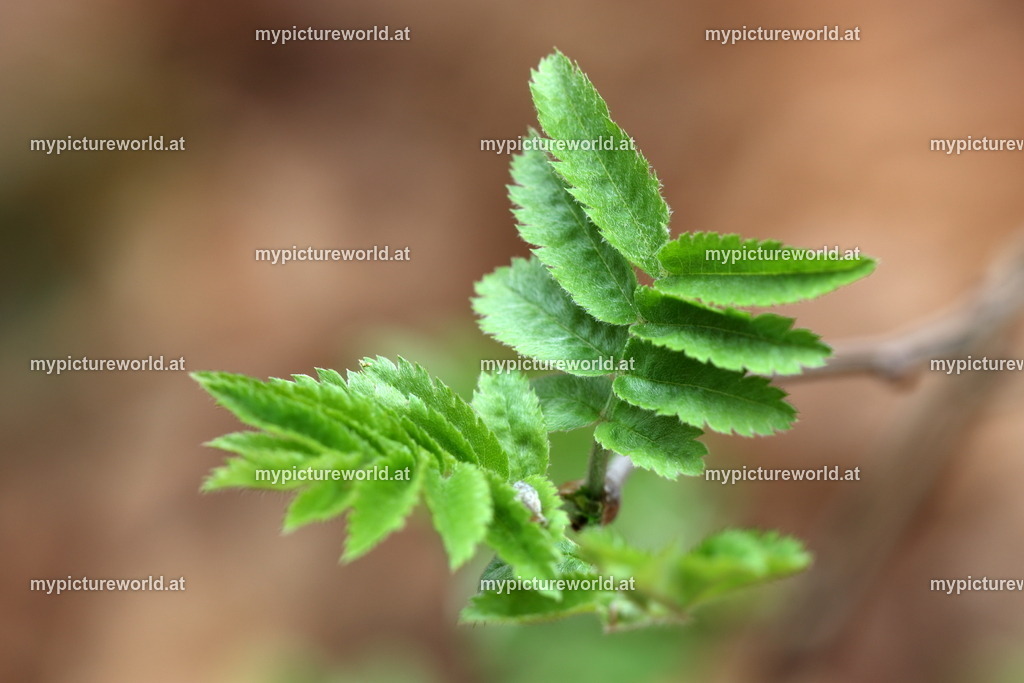 Vogelbeere-003 | Blattaustrieb - Realisiert mit Pictrs.com