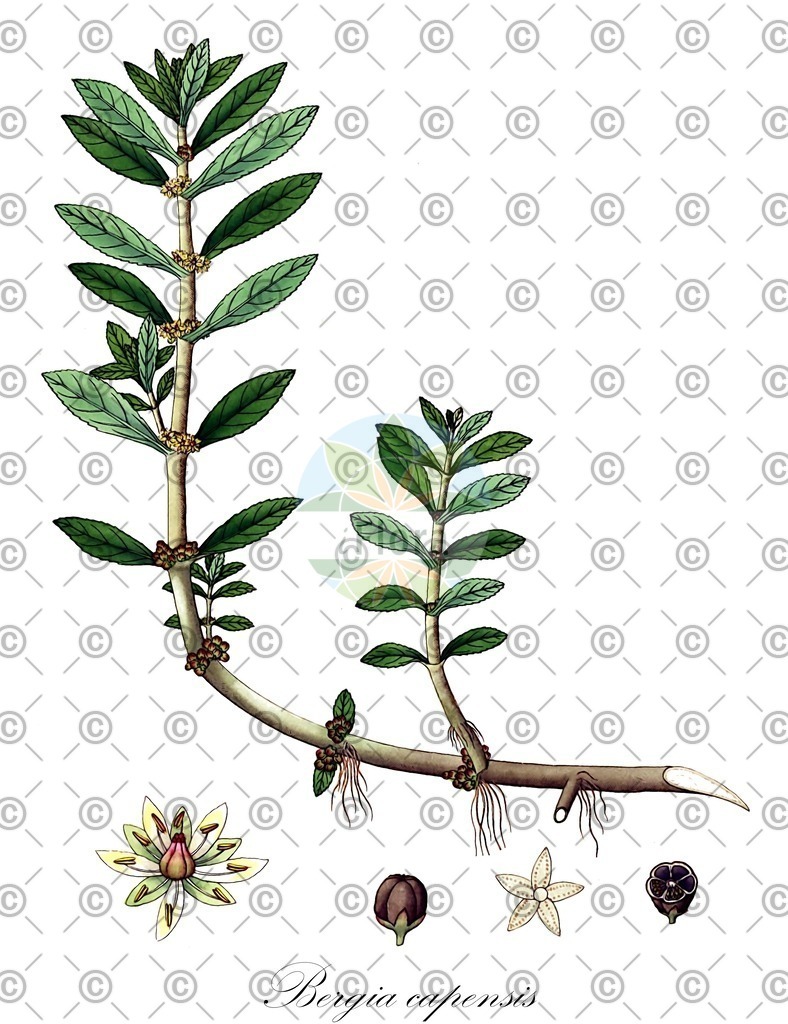 HistAbb_wfo-0000013241_1_ENZY_Simple | Historische Abbildung von Bergia capensis - Elatinaceae | Historical Illustration of Bergia capensis - Elatinaceae