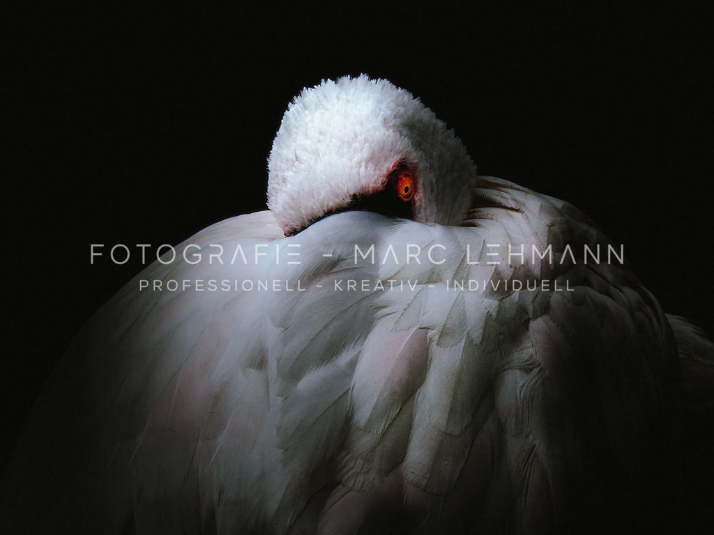 Im_Auge_des_Flamingos | Im_Auge_des_Flamingos - Realisiert mit Pictrs.com