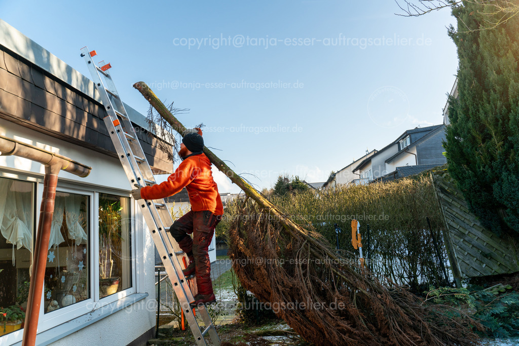 Baumschnitt Gaertner traegt Konifere Leiter hoch W D | Ein Gärtner transportiert eine gefällte Konifere aus dem Garten über das Dach eines Hauses und steigt mit dem Baum auf der Schulter eine Leiter hinauf. 