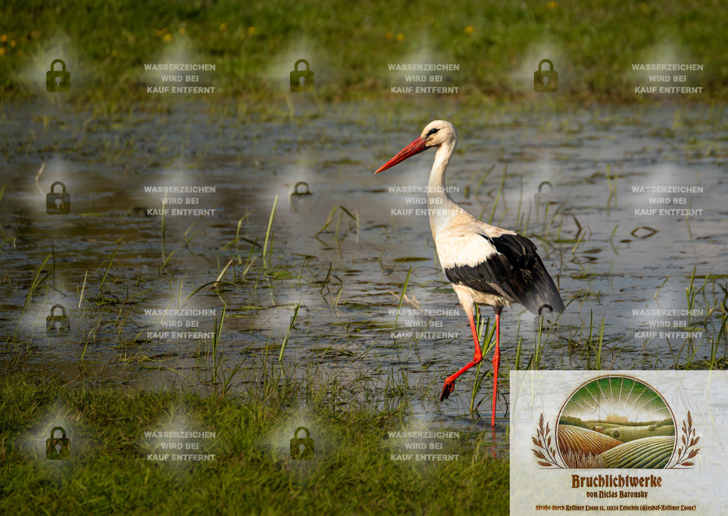 Oderbruchstorch | Professioneller Fotograf mit 10 Jahren Erfahrung. Landschafts- und Hochzeitsfotografie im Oderbruch. Workshops und beeindruckende Bilder für besondere Momente.