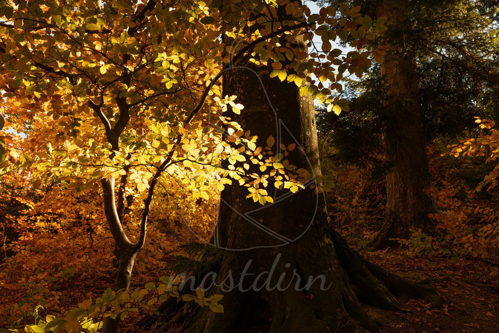 Pures Herbstgold | Ihre Fotografin im Lungau, ihre Fotografin im Mostviertel, Wandbilder Onlineshop, Imagefotos für Ihr Unternehmen,  - Realisiert mit Pictrs.com