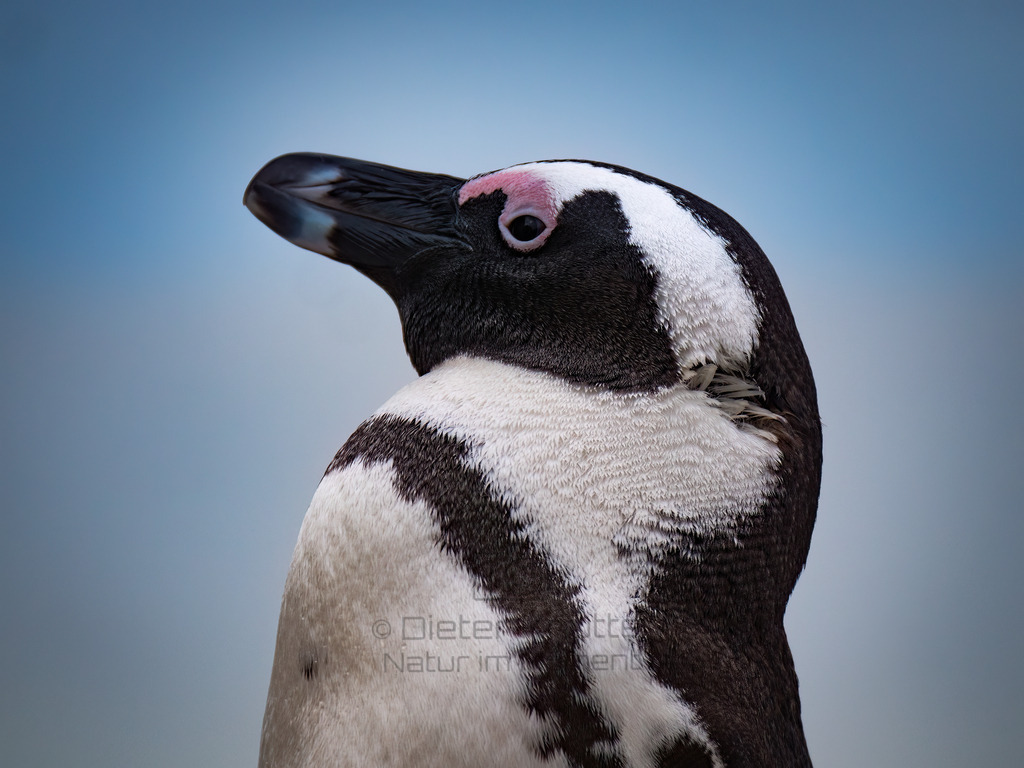 PANA1213-2-Bearbeitet-2017-LR | Natur im Moment - Realisiert mit Pictrs.com