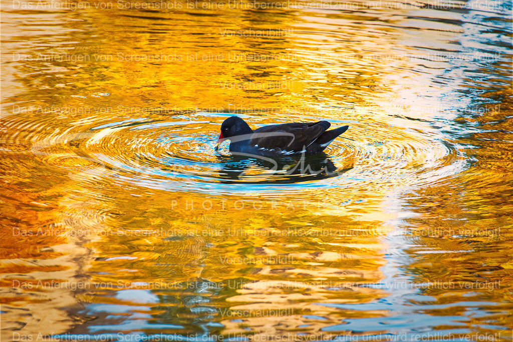 Wandbild "Teichhuhn im Focus" | People- und Tierfotografie, Imageaufnahmen, Veranstaltungsfotografie und Wandbilder aus der Natur ★ Made in Germany ✔️ Druck + Downloads ✔️ Naturfotografie in Top Qualität ★ schneller Versand, weltweite Lieferung! - Realisiert mit Pictrs.com