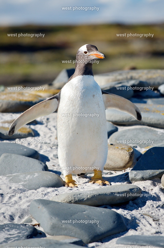 Gentoo Penguin 1 SLI - FLK 2014 | west photography - Realisiert mit Pictrs.com
