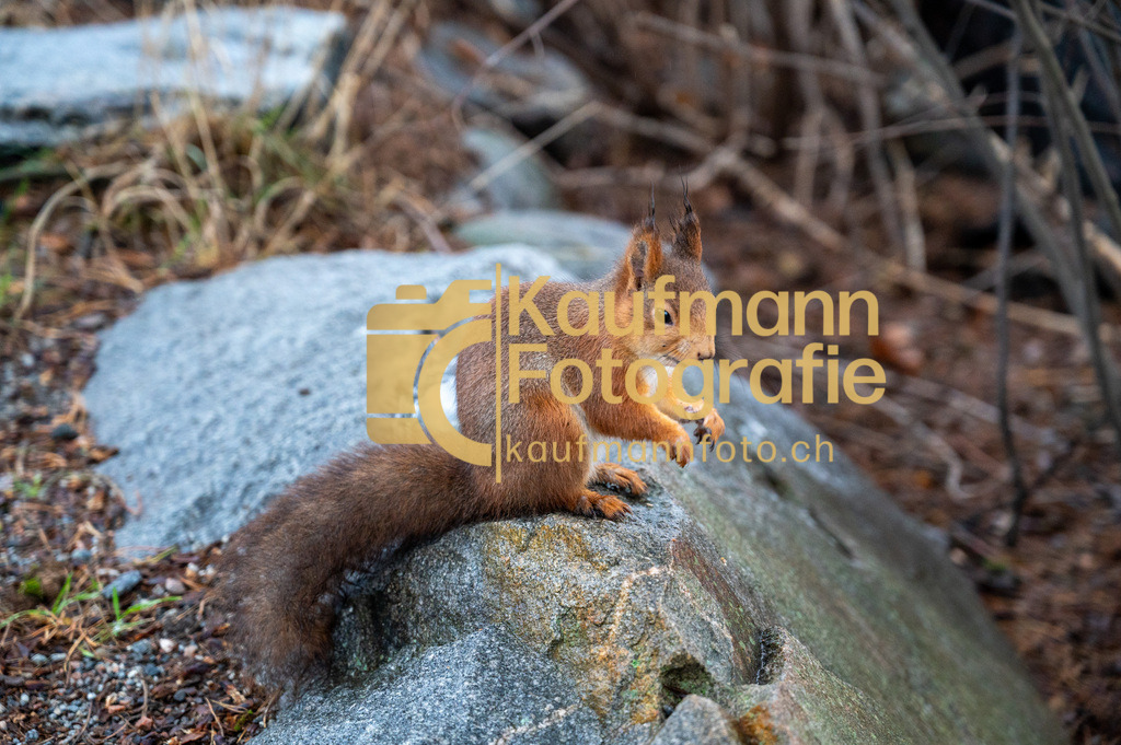 2112_Stockholm_Skansen-9708 | kaufmannfoto - Realisiert mit Pictrs.com