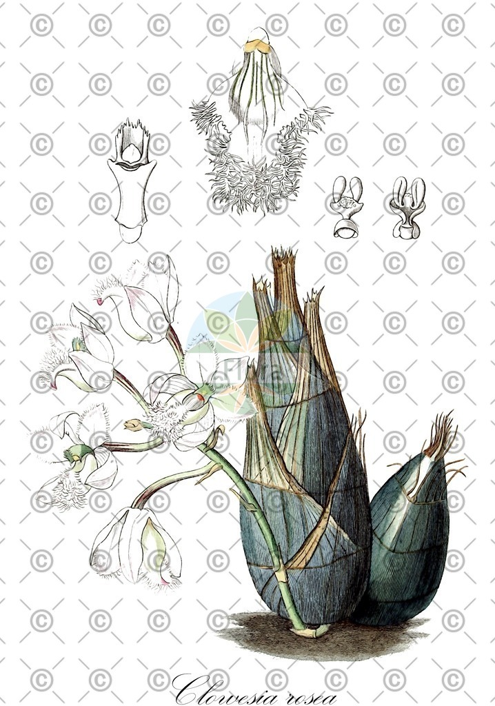 HistAbb_wfo-0000612264_1_ENZY_Simple | Historische Abbildung von Clowesia rosea - Orchidaceae | Historical Illustration of Clowesia rosea - Orchidaceae