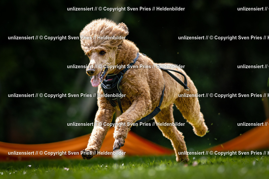 Sven Pries | 2026-05-14 - Hunderennen KA Durlach Vatertag 2026 - Realisiert mit Pictrs.com