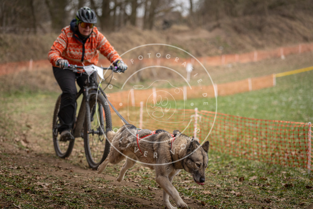 Pfotenfotografie_DV3A6939 | Hundefotografie, Tierfotograf, Pfotenfotografie, Fotoshooting Hund, Hunde Portrait, Hundesport, Hundeportraits, Heideshooting, Hunde, Sportfotograf, Hundefotograf, Turnierhundsport, THS,  - Realisiert mit Pictrs.com