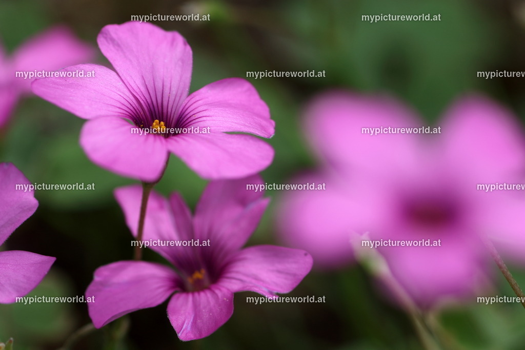 Rosablühender Sauerklee-008 | Das Bilderarchiv über Tiere, Planzen und Landschaften. In der Bilddatenbank finden Sie ein große Auswahl an hochwertigen Bilder für Ihre Werbung - Realisiert mit Pictrs.com