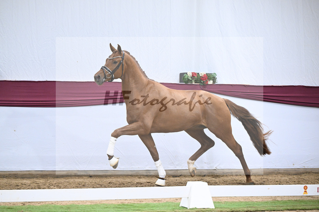 Kat-Nr. 134 Vitalis x Millennium_PBM Pfefferle GmbH_47254557 | hf-fotografie - Realisiert mit Pictrs.com