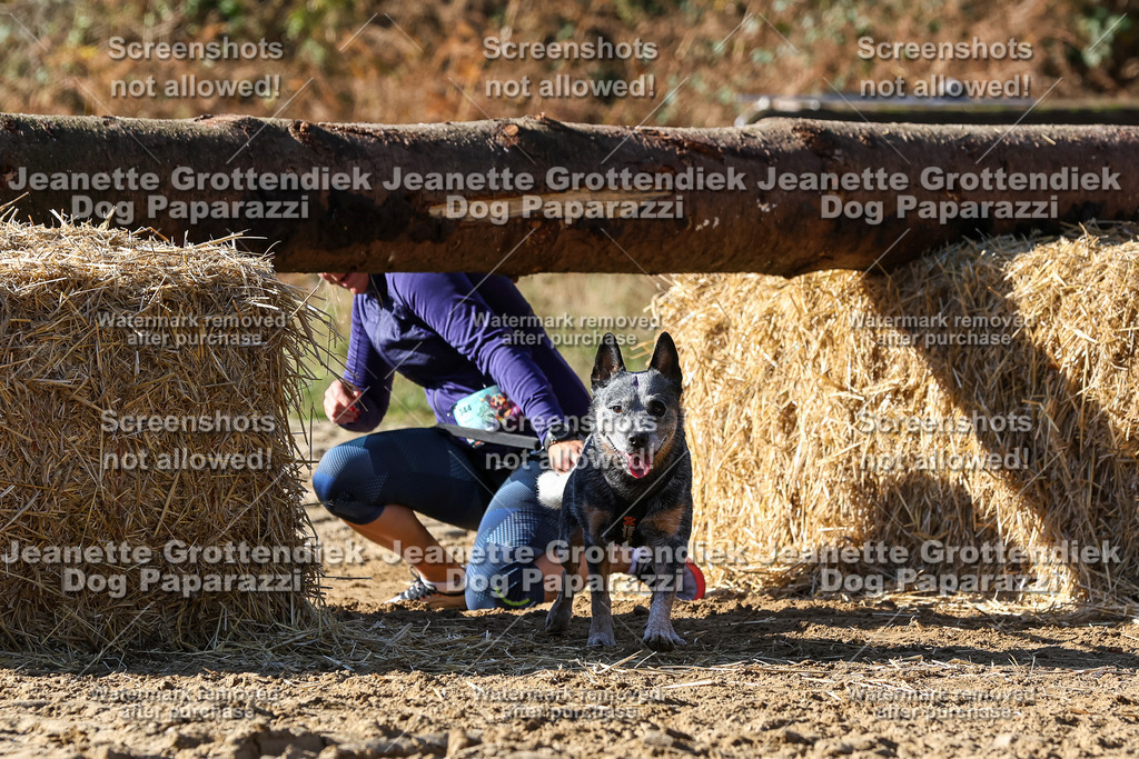 Dog Paparazzi - Strongdog 10-25-4643 | Dog Paparazzi Jeanette Grottendiek Fotografie & Videografie - Realisiert mit Pictrs.com