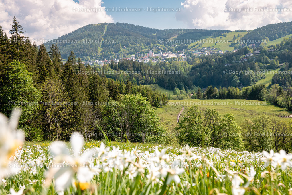 Narzissenblute Mariazellerland 2021-6050 | Fotos und Fotoprodukte - Realisiert mit Pictrs.com