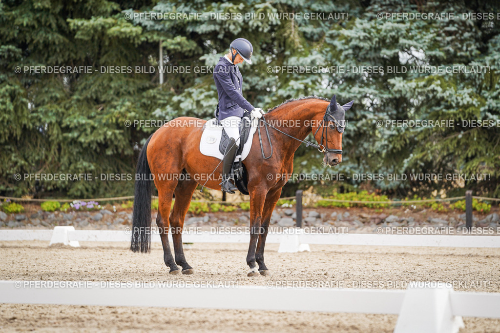 DSC01912 | Pferdegrafie