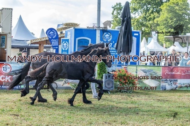 26-8-21 LTN Gemischt-151 | mandyhollmannphotographie