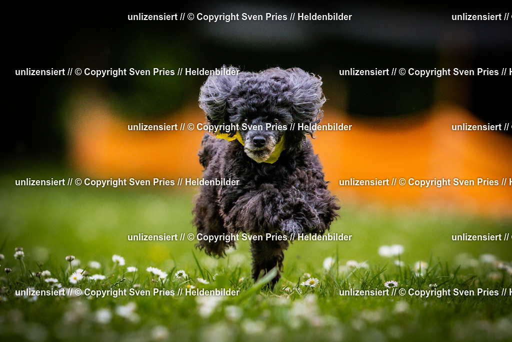 Sven Pries | 2025-05-29 - Pudelrennen KA-Durlach - Realisiert mit Pictrs.com