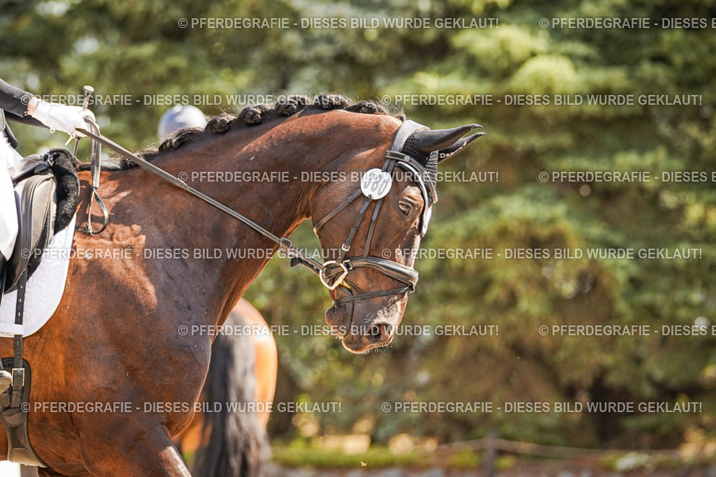 DSC00849 | Pferdegrafie