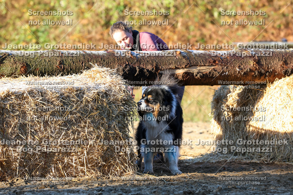 Dog Paparazzi - Strongdog 10-25-780 | Dog Paparazzi Jeanette Grottendiek Fotografie & Videografie - Realisiert mit Pictrs.com