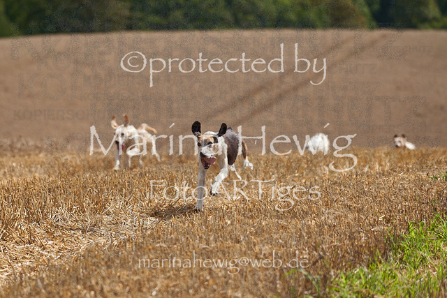 _MCH8303_Marina Hewig | Fotografie, FotoArt, PferdesportArt, Pferdesportfotografie, Landschaftsfotografie, Reisefotografie, Reise, Pferde - Realisiert mit Pictrs.com