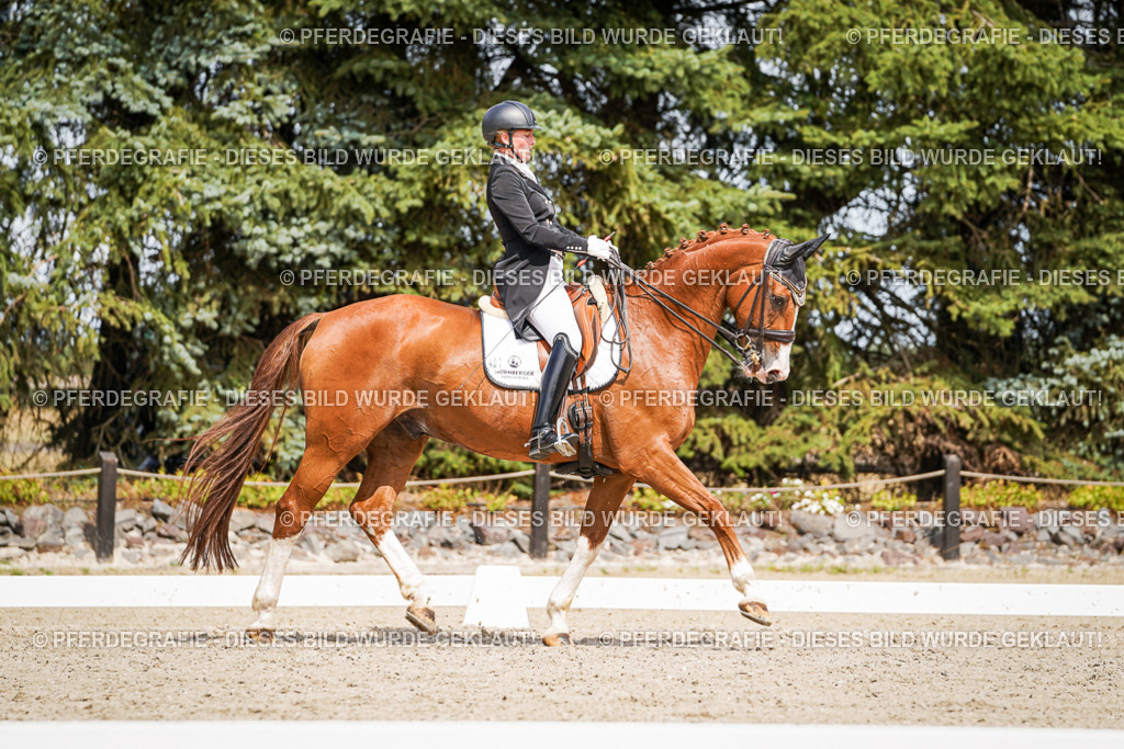 DSC06438 | Pferdegrafie