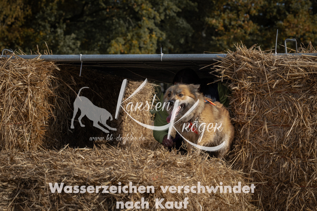 1044_ZZ99169 | kk-dogfotos