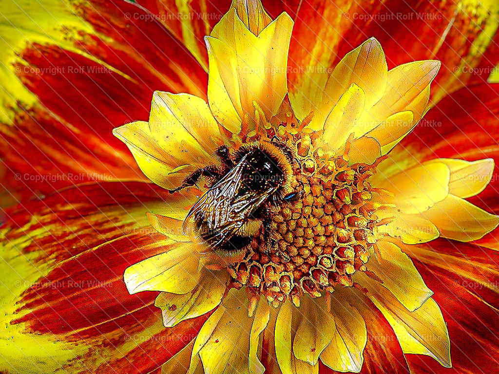 hummel makro1 | Rolf Wittke  - Realisiert mit Pictrs.com