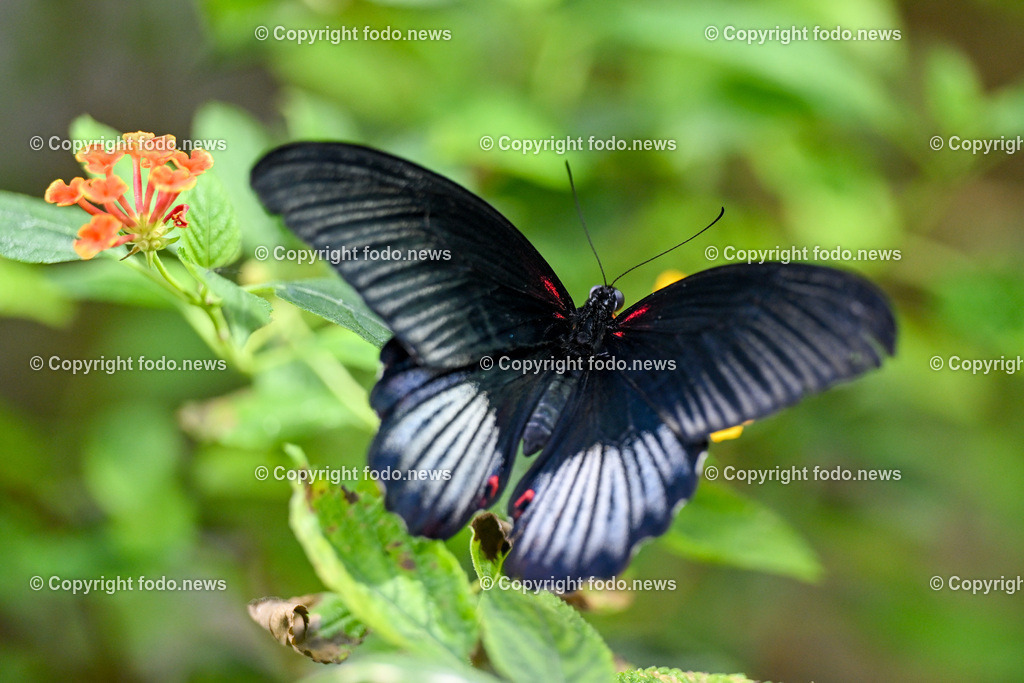 Botanischer Garten Linz_ Schmetterlinge_ Orchideen_ 21.01.2024-68 | 21.01.2024, Botanischer Garten Linz, AUT, Schmetterlinge, im Bild tropische Schmetterlinge, Schmetterling, Falter, Natur, Tiere, Blumen, Pflanzen, Insekten, Butterfly, Tropenhaus