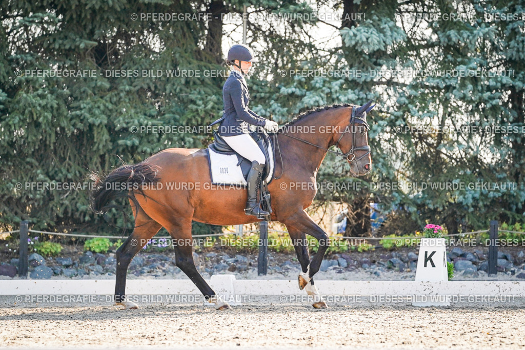 DSC08924 | Pferdegrafie