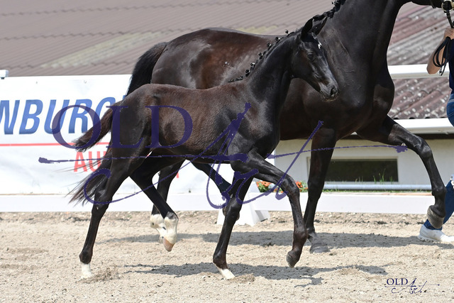 08 DE433330001423 FRE Total McLaren - Secret - De Niro_DSC_7707 Kopie | <meta name="description" content="★Offizieller Merchandise und Foto-/Videostore des Oldenburger Verbandes.★ ✅Jetzt auch digital Ausdrucke erhältlich." />
<meta name="keywords" content="Merchandise Foto-/Videostore Oldenburger Verband Photographie 