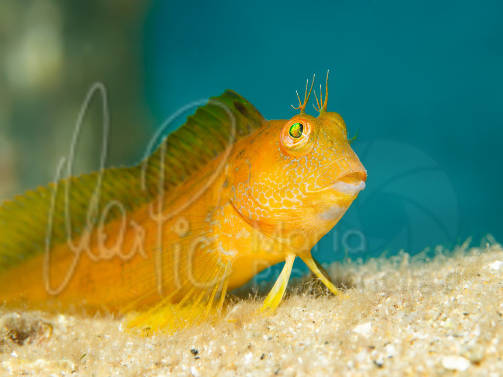 Parablennius pilicornis | variabler Schleimfisch - Realisiert mit Pictrs.com