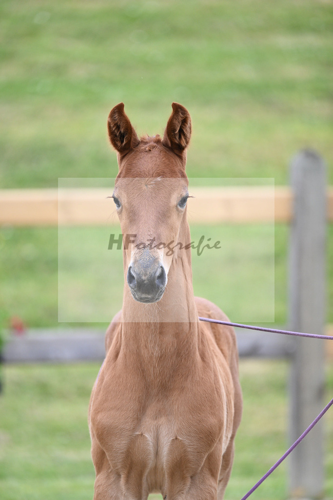 Kat-Nr. 41 HF DSP Va Bene_Lechl_17230904 | hf-fotografie - Realizzato con Pictrs.com