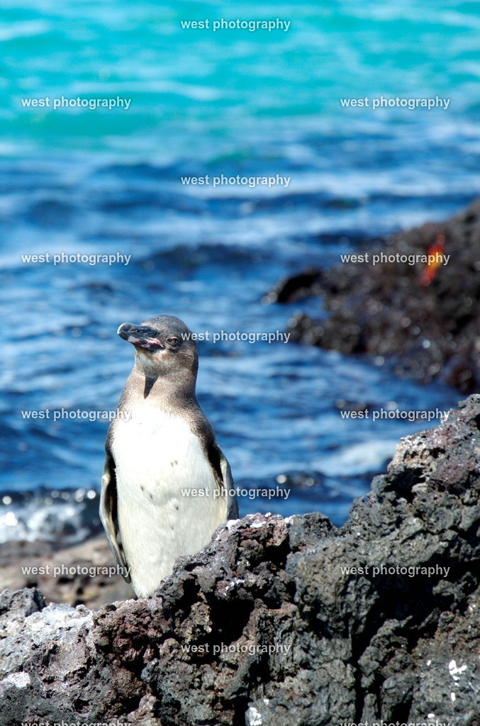Galapagos Penguin 1 - EQU 2015 | west photography - Realisiert mit Pictrs.com