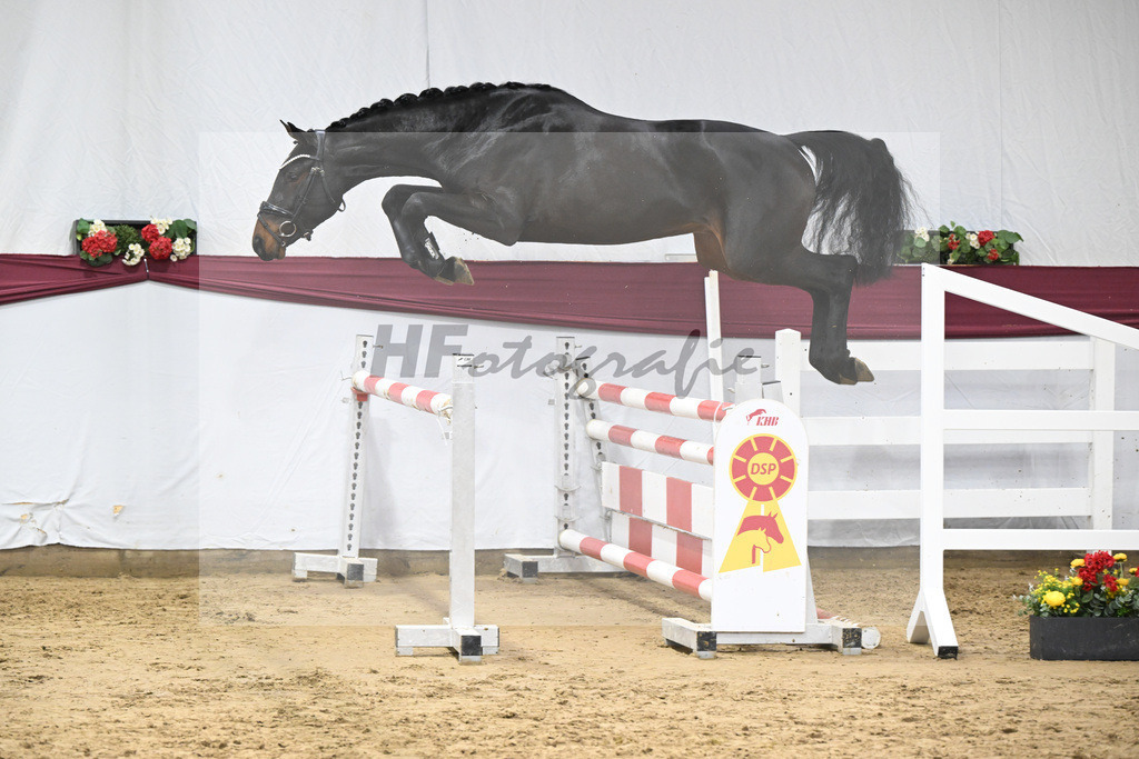 Kat-Nr. 85 Heartbreaker x Diarado_Juergen Laue_47252869 | hf-fotografie - Realisiert mit Pictrs.com