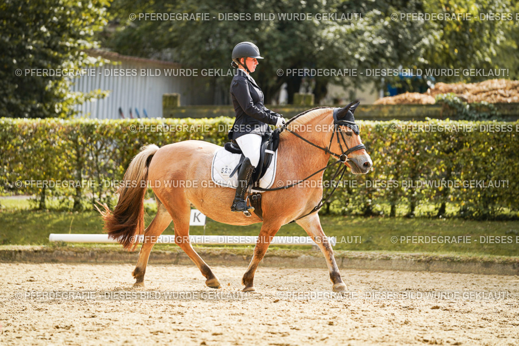 DSC01404 | Pferdegrafie