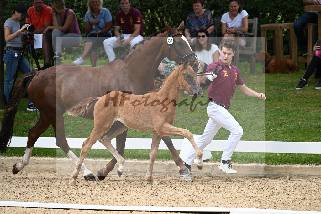 Kat-Nr. 28 SF DSP Va Bene x San Romantico_Ostermaier_27230375 | hf-fotografie - Realisiert mit Pictrs.com
