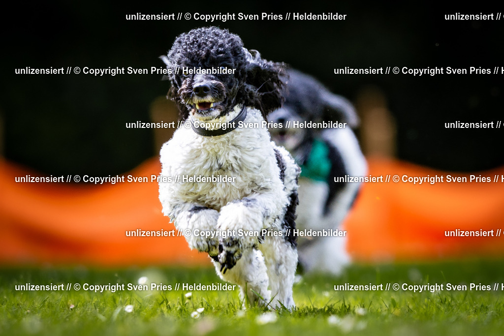 Sven Pries | 2026-05-14 - Hunderennen KA Durlach Vatertag 2026 - Realisiert mit Pictrs.com