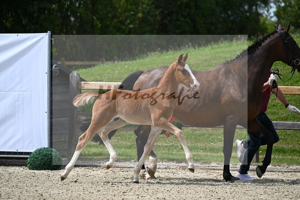 Kat-Nr. 30 HF Don Ampere x Dante Weltino_Sanladerer_28230421 | hf-fotografie - Realizzato con Pictrs.com