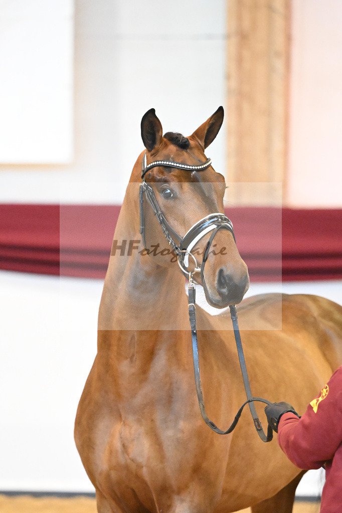 Kat-Nr. 64 v. Vitalis_Bock_66222163 | hf-fotografie - Realisiert mit Pictrs.com