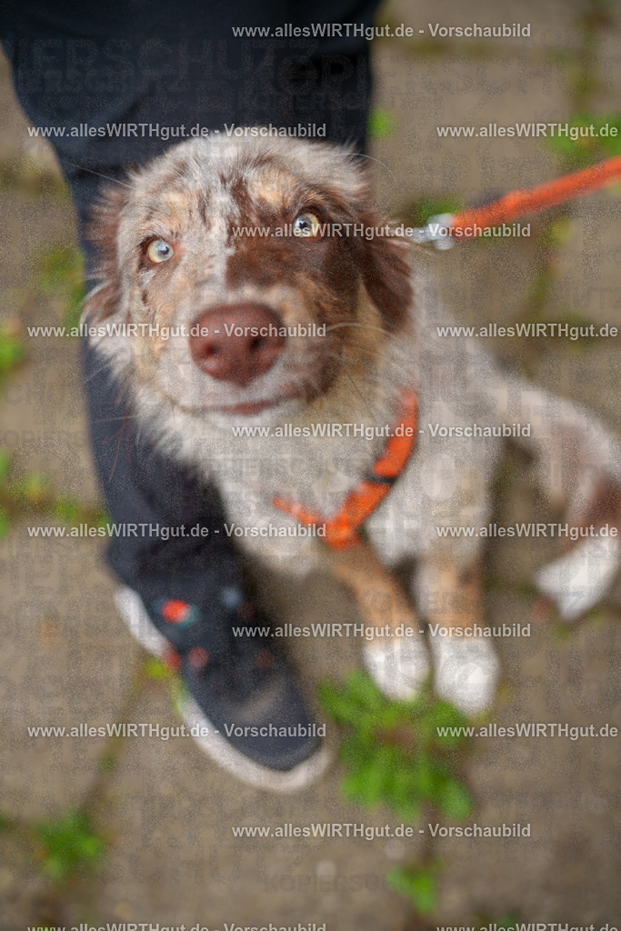 @allesWIRTHgut_Tierfotografie - www.allesWIRTHgut.de - 113252-7R508452 | Professionelle Tierfotografie in Mönchengladbach von Daniel Wirth (allesWIRTHgut). Liebevolle & natürliche Bilder von Hunden & Katzen für unvergessliche Erinnerungen.