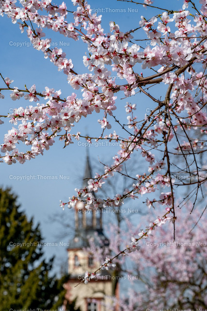 Rodensteiner_Hof_Frühling_04_ | Bensheim, Rodensteiner Hof , Stadtpark, Mandelblüte, ,, Bild: Thomas Neu