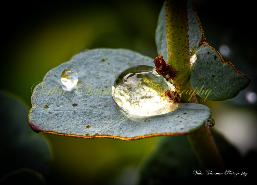 Macro 22 | Christian Vulin  - Realisiert mit Pictrs.com